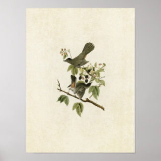 Blatt 128 | Katvogel | Vögel in Amerika Poster