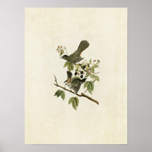 Blatt 128 | Katvogel | Vögel in Amerika Poster (Vorne)