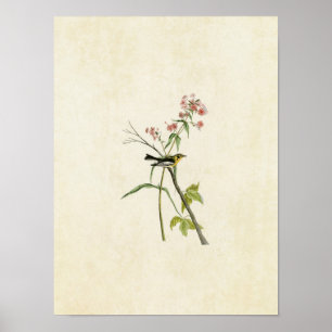 Blatt 135   Blackburnian Warbler Poster