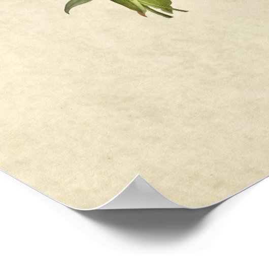 Blatt 138 | Connecticut Warbler | Vögel in Amerika Poster (Ecke)