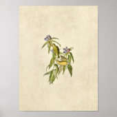Blatt 138 | Connecticut Warbler | Vögel in Amerika Poster (Vorne)