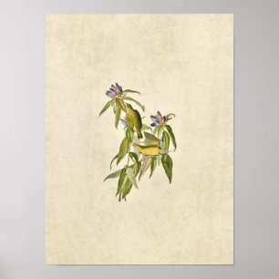 Blatt 138   Connecticut Warbler   Vögel in Amerika Poster