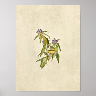 Blatt 138 | Connecticut Warbler | Vögel in Amerika Poster