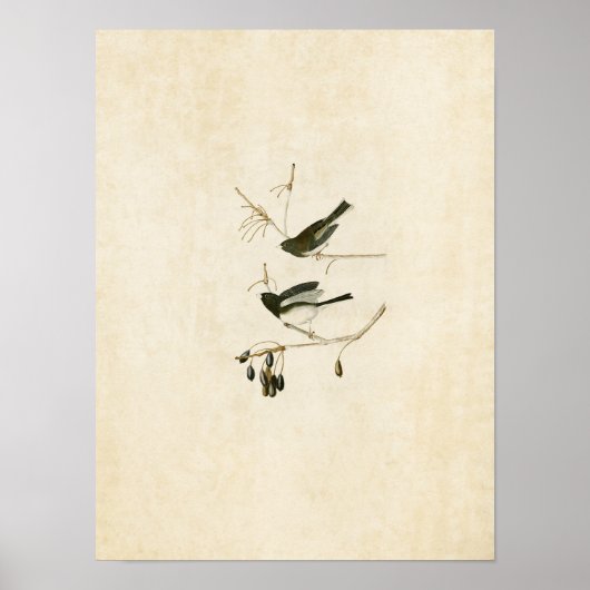 Blatt 13 | Snow Bird | Vögel in Amerika Poster (Vorne)