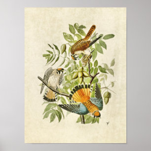 Blatt 142 American Sparrow Hawk Poster