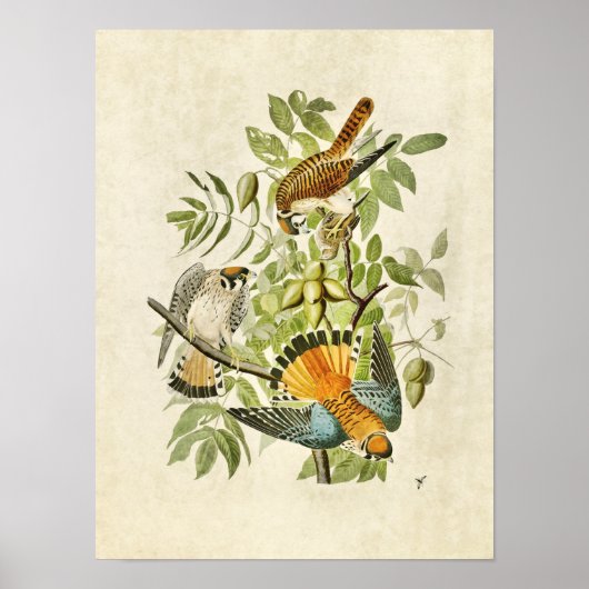 Blatt 142 | American Sparrow Hawk Poster (Vorne)