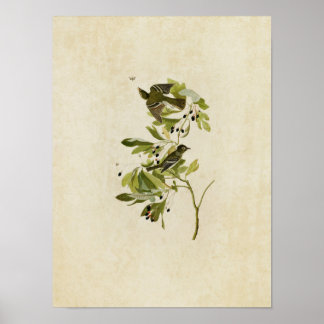 Blatt 144 | Kleiner grüner Flycatcher Poster