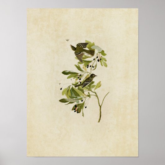 Blatt 144 | Kleiner grüner Flycatcher Poster (Vorne)