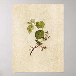 Blatt 148   Pine Swamp Warbler   Vögel in Amerika Poster