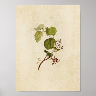 Blatt 148 | Pine Swamp Warbler | Vögel in Amerika Poster