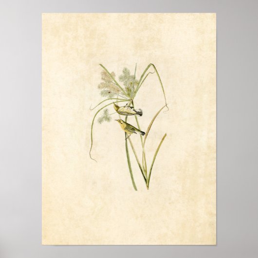 Blatt 14 | Prairie Warbler | Vögel in Amerika Poster (Vorne)
