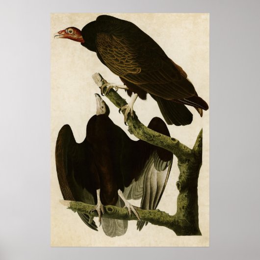 Blatt 151 | Turkey Buzzard | Vögel in Amerika Poster (Vorne)