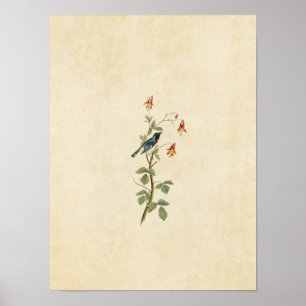 Blatt 155 Schwarz-Rot-Blau-Warbler Poster