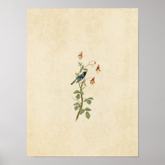 Blatt 155 | Schwarz-Rot-Blau-Warbler Poster