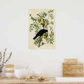 Blatt 156 | American Crow | Vögel in Amerika Poster (Küche)