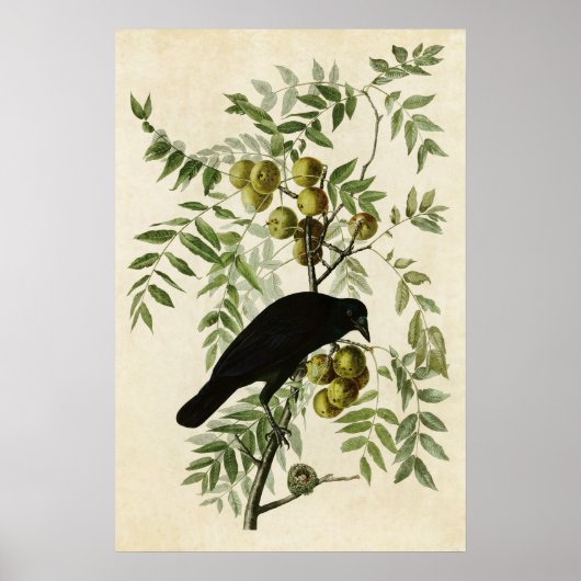 Blatt 156 | American Crow | Vögel in Amerika Poster (Vorne)