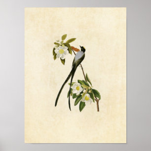 Blatt 168   Gabelschwanzflieger Poster