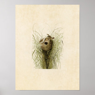 Blatt 175 | Nuttall's Lesser Marsh Wren Poster