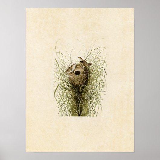 Blatt 175 | Nuttall's Lesser Marsh Wren Poster (Vorne)