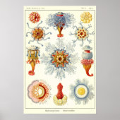 Blatt 17 Siphonophorae Poster (Vorne)