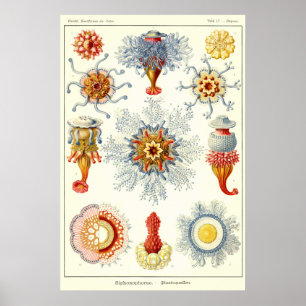 Blatt 17 Siphonophorae Poster