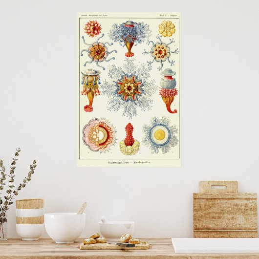 Blatt 17 Siphonophorae Poster (Küche)