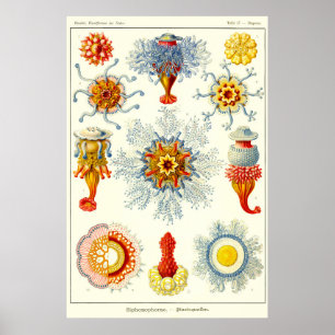 Blatt 17. Siphonophores. Poster