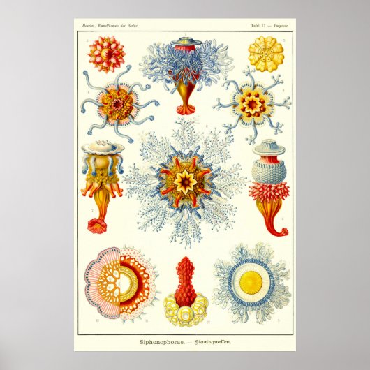 Blatt 17. Siphonophores. Poster (Vorne)