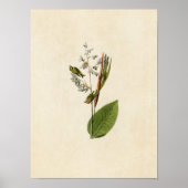 Blatt 183 | Golden Crested Wren | Vögel in Amerika Poster (Vorne)