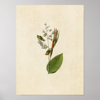 Blatt 183 | Golden Crested Wren | Vögel in Amerika Poster