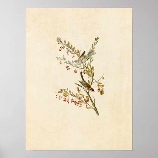 Blatt 188 | Baumsparrow | Vögel in Amerika Poster (Vorne)