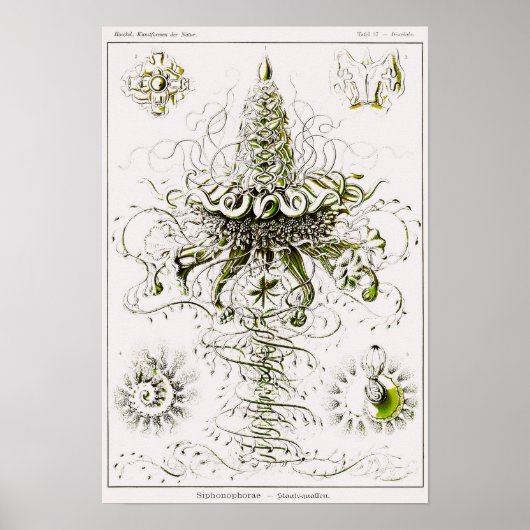 Blatt 37. Siphonophores. Poster (Vorne)