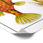 Blatt 42. Ostraciontes. Poster (Ecke)