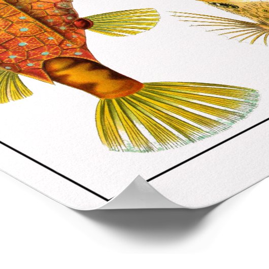 Blatt 42. Ostraciontes. Poster (Ecke)