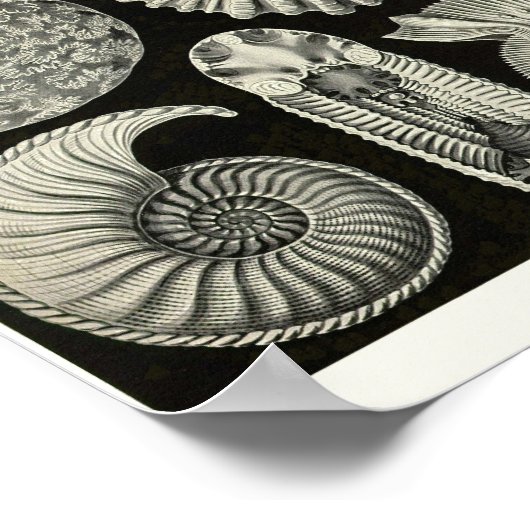 Blatt 44. Ammonitida Poster (Ecke)