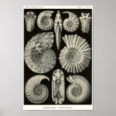 Blatt 44. Ammonitida Poster (Vorne)