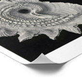 Blatt 53. Prosobranchie. Poster (Ecke)