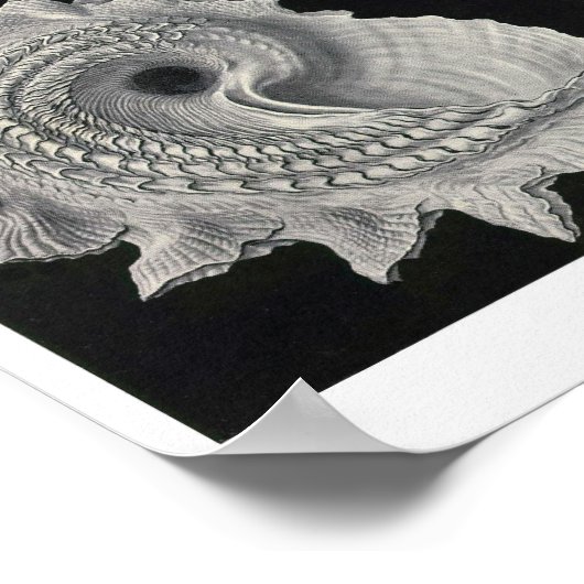 Blatt 53. Prosobranchie. Poster (Ecke)