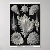 Blatt 53. Prosobranchie. Poster (Vorne)