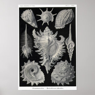 Blatt 53. Prosobranchie. Poster