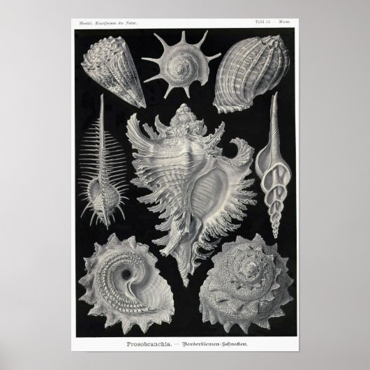 Blatt 53. Prosobranchie. Poster (Vorne)