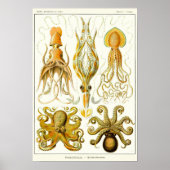 Blatt 54. Gamochonia. Poster (Vorne)