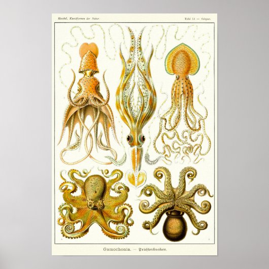 Blatt 54. Gamochonia. Poster (Vorne)