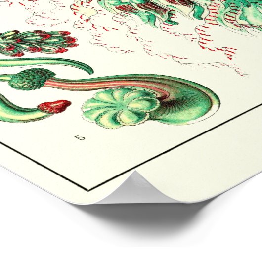 Blatt 59. Strobalia cupola. Poster (Ecke)