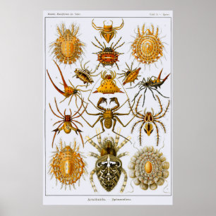Blatt 66. Arachnida. Spinnen (Ordnung Araneae) Poster
