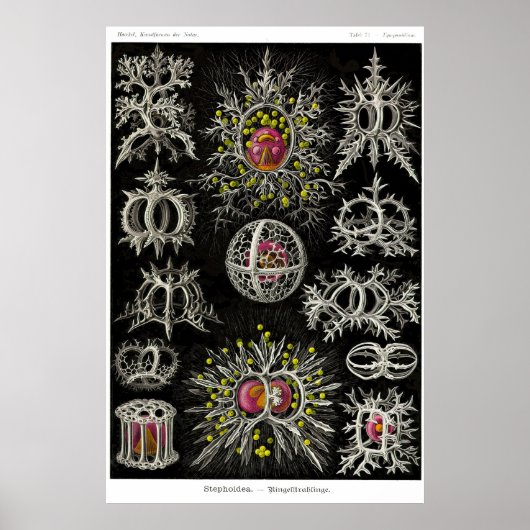 Blatt 71. Stephoidea Poster (Vorne)