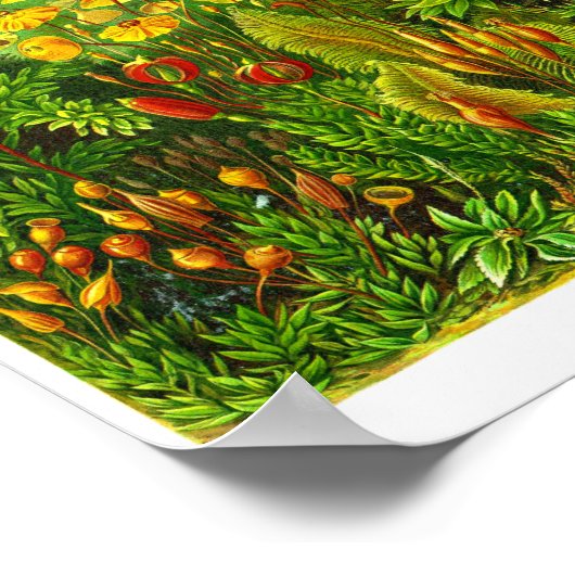 Blatt 72. Muscinae. Poster (Ecke)