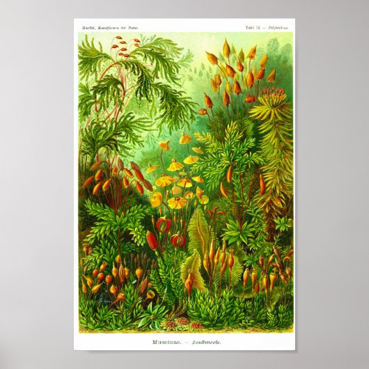 Blatt 72. Muscinae. Poster (Vorne)