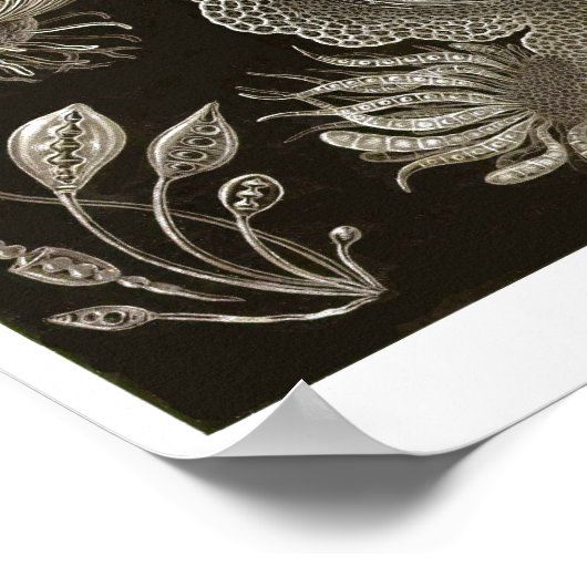 Blatt 73. Ascomyceten. Poster (Ecke)