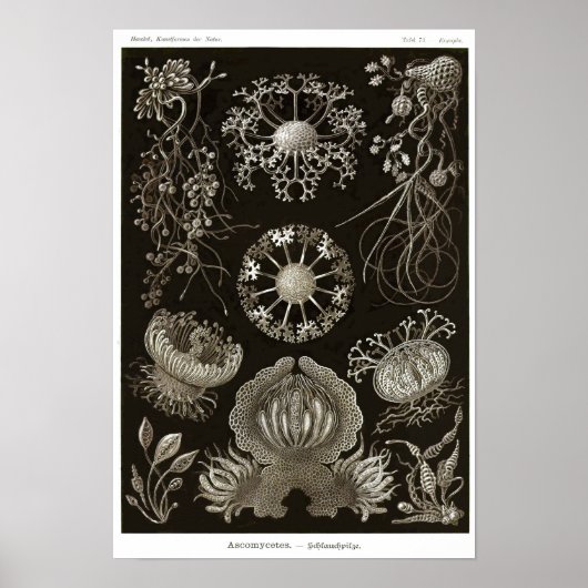 Blatt 73. Ascomyceten. Poster (Vorne)